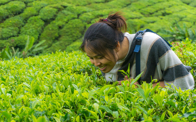 Kandy / Gampola / Nuwara Eliya