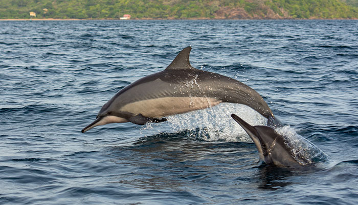 Kalpitiya Dolphin Safari / Wilpattu