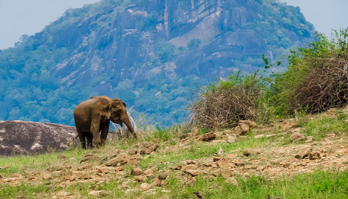 Mahiyanganaya / Gal Oya National Park