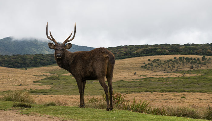 Horton Plains & World’s End Hike