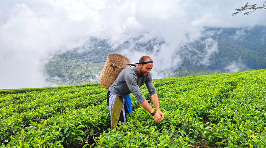 Nuwara Eliya via Tea Country