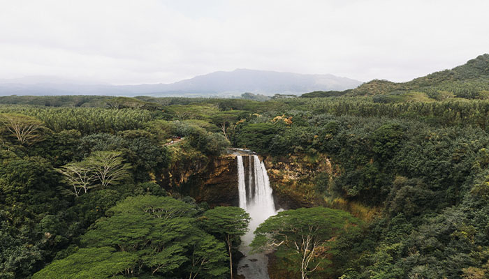 Ella / Sinharaja Rainforest