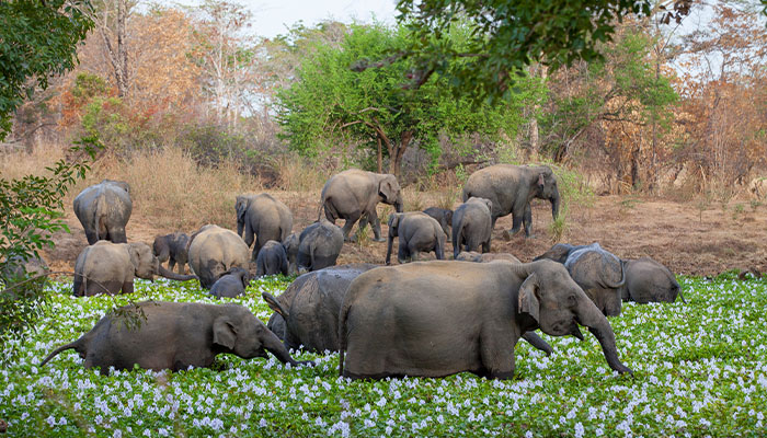 Sigiriya / Wasgamuwa National Park