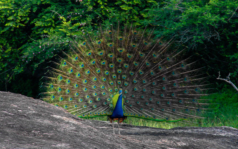 Full-Day Safari in Yala