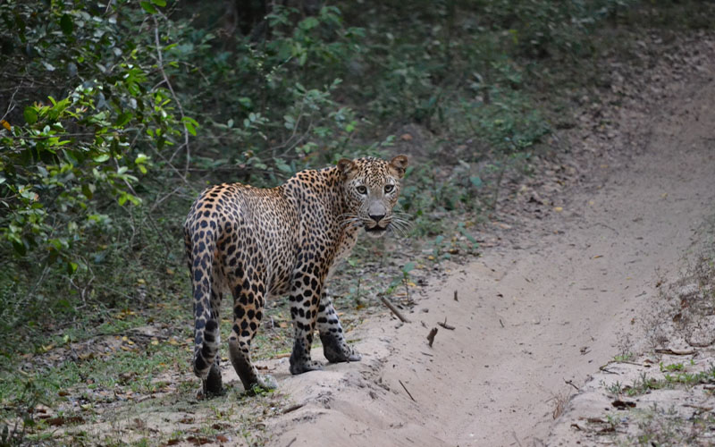 Yala National Park Safari
