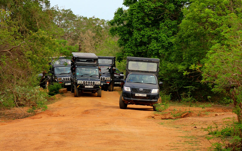Full-Day Safari in Wilpattu