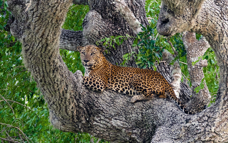 Yala Safari & Travel to Bentota